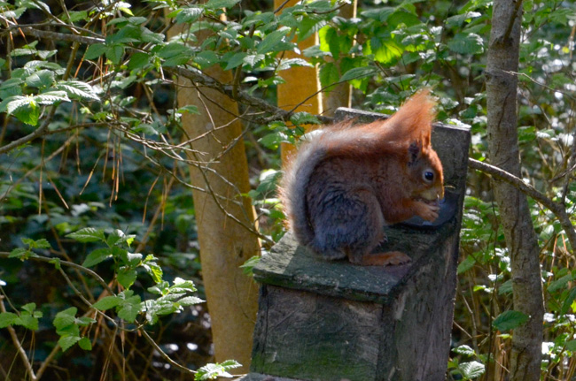 Red squirrel