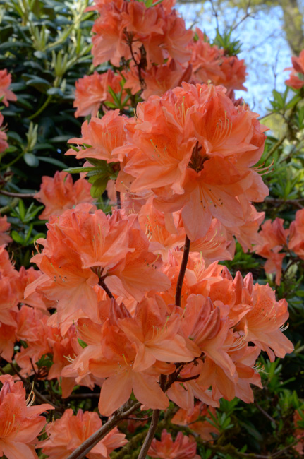 Flame Azalea