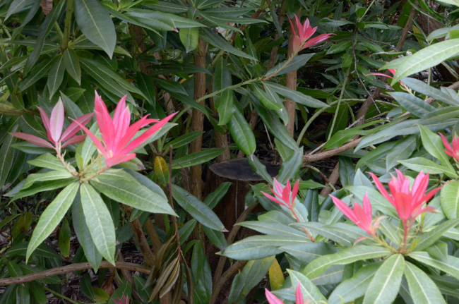 Heavy pruning