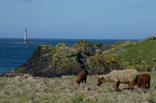 Manx Sheep