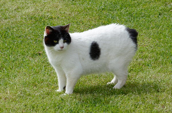 Manx Cat