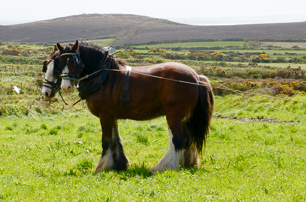 Clydesdale