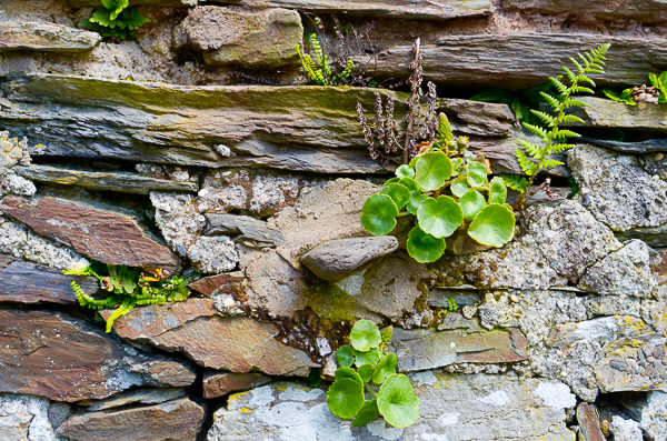 Wall with plants