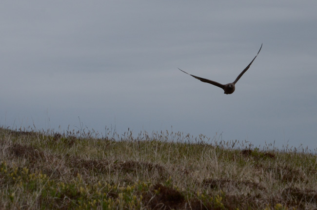Skua