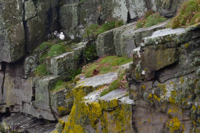 Nesting birds