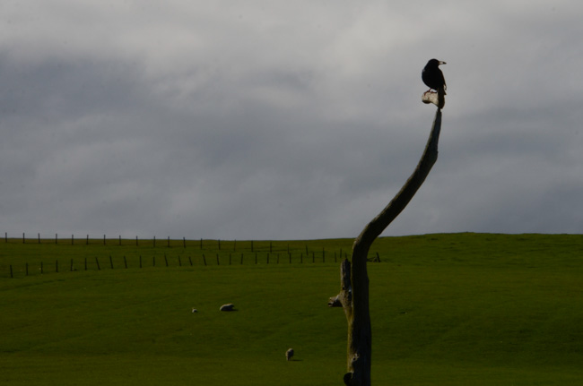 Blackbird