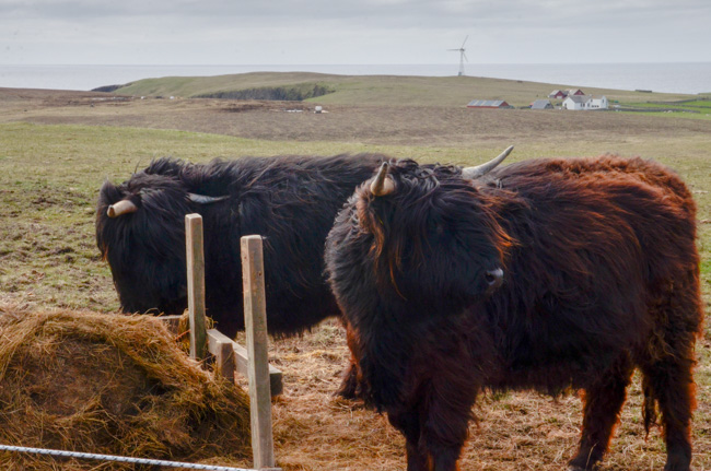 Highland Cattle
