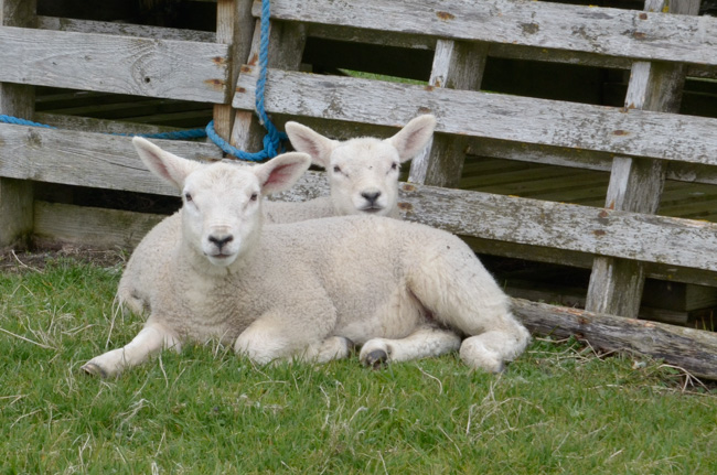 Fair Isle Lambs
