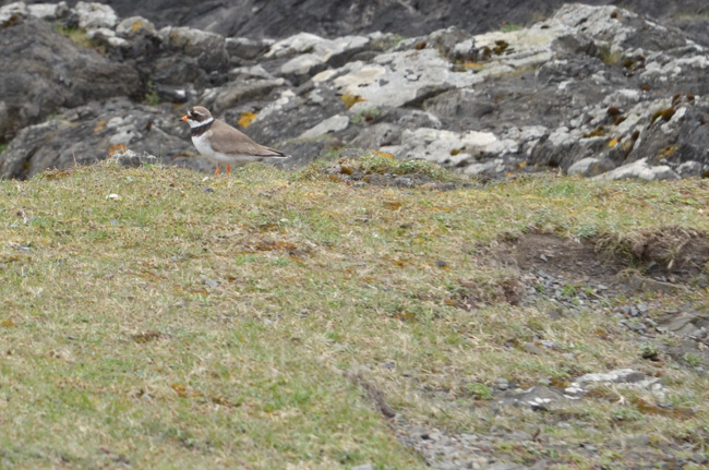 Ringed Plover