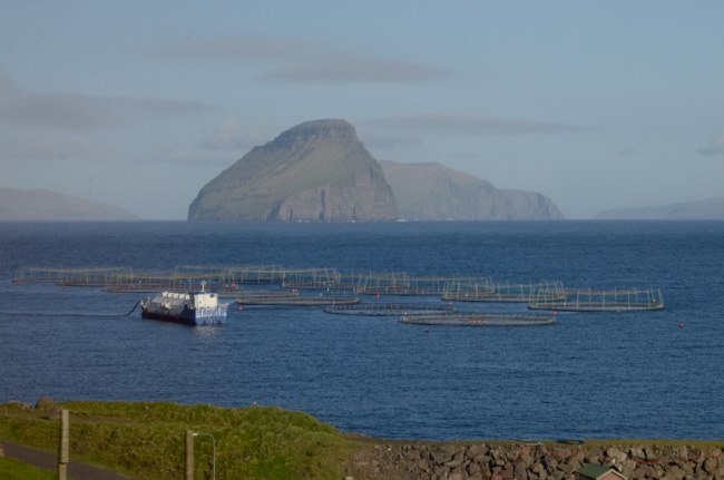 Salmon Farm