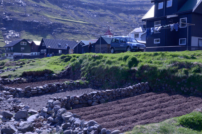 Potato patches