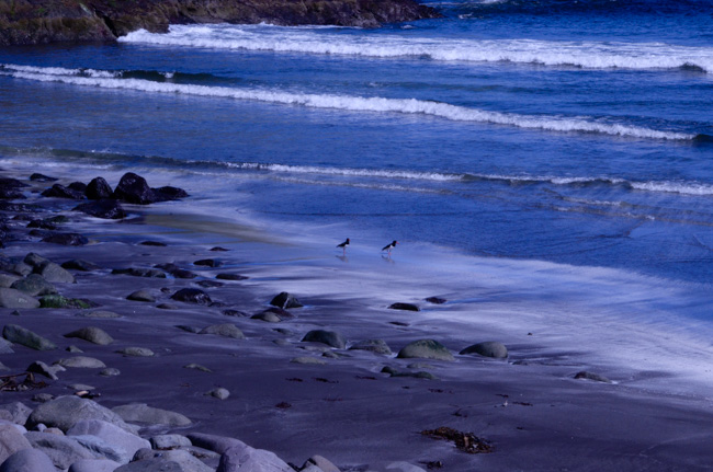 Oystercatchers