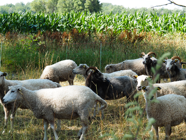 Sheep