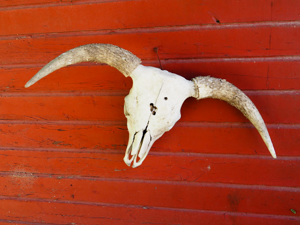 Cow skull