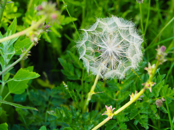 Seed head