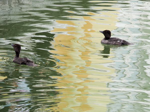 Ducks