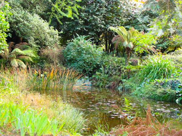 Pond
