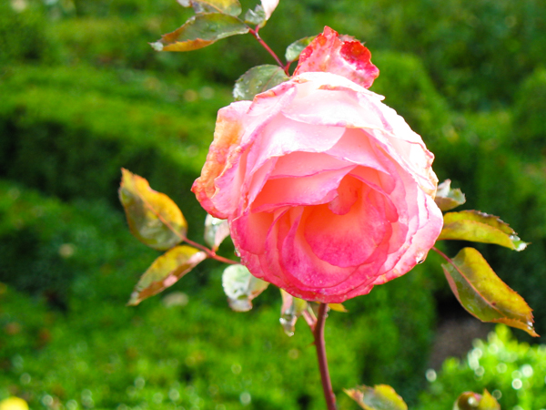 Rose