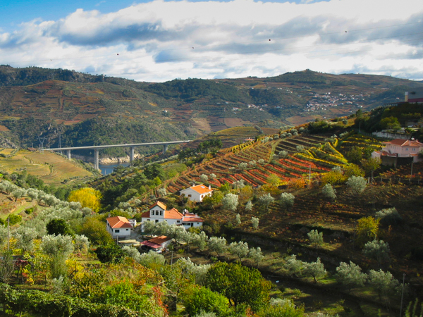 Vineyards