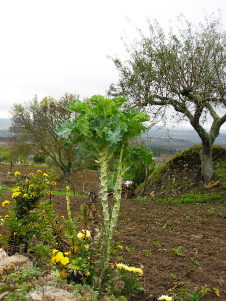 Kale