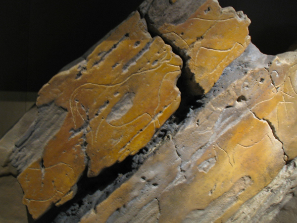 Climbing aurochs