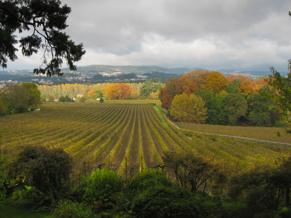 Vineyards