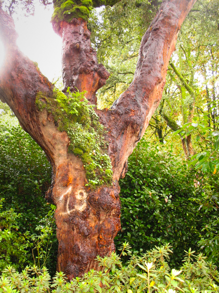 Cork Oak