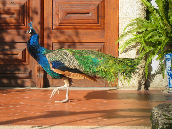 Peacocks