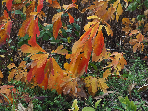 Sassafras
