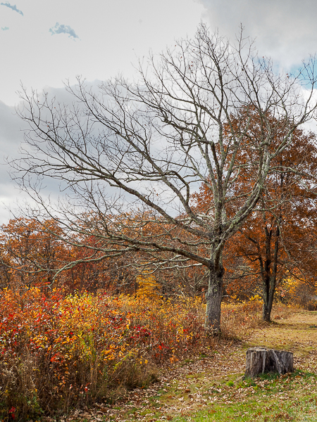 Leafless tree