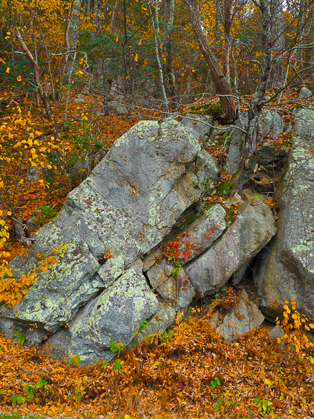 War of tree versus rock