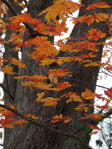 Autumn Leaves