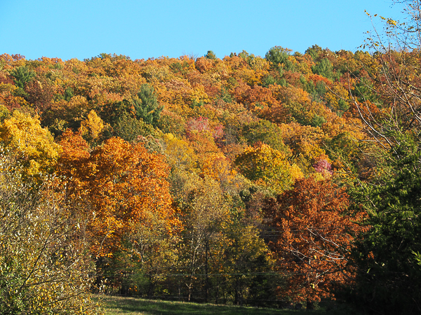 Fall foliage