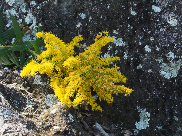 Goldenrod and wasp