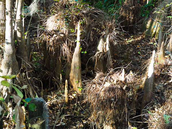 Cypress knees