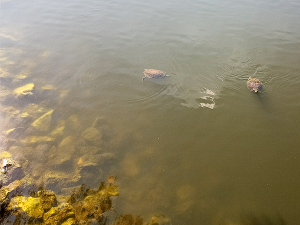 Florida Cooter Turtles