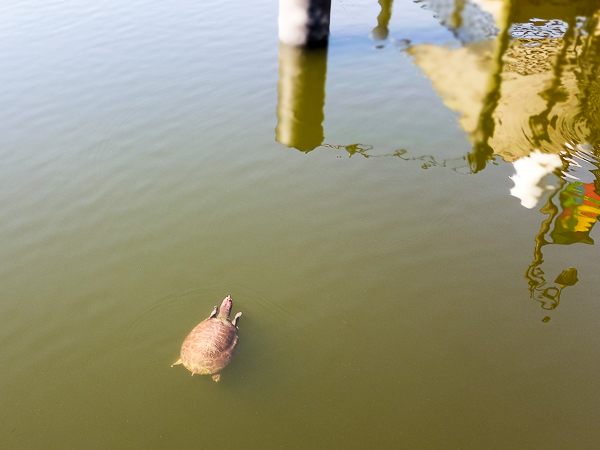 Florida Softshell Turtle