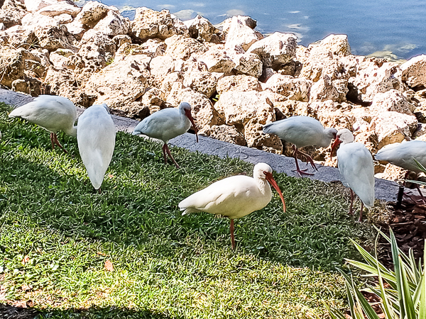 Ibis