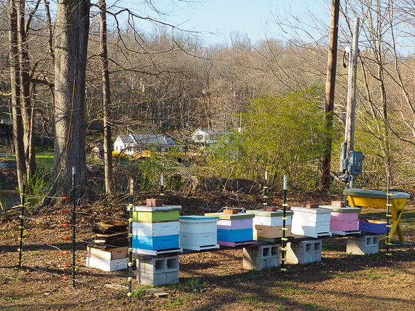 Bee hives