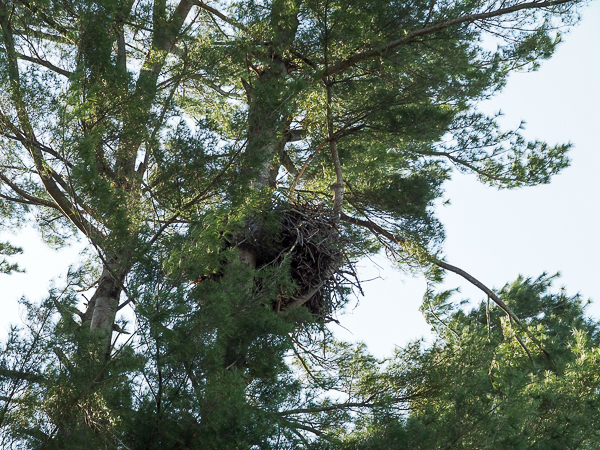 Eagles' nest
