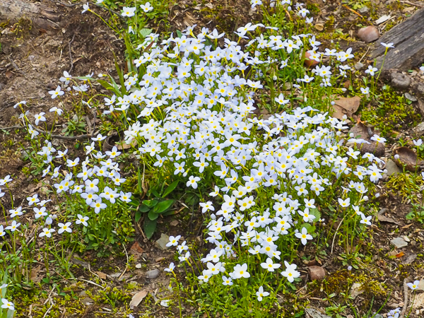 Bluets