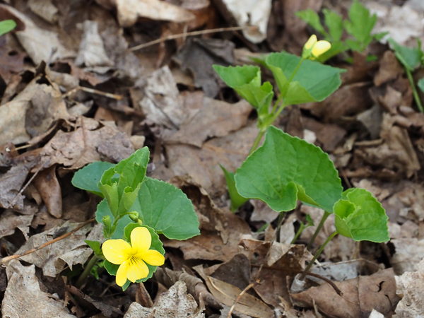 Yellow violet