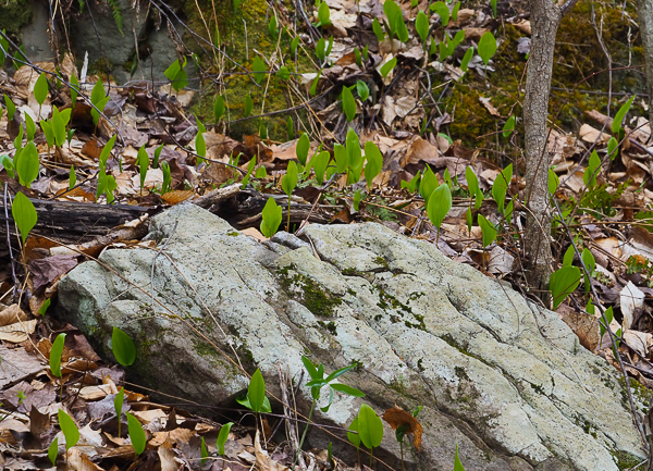 Plants and rock