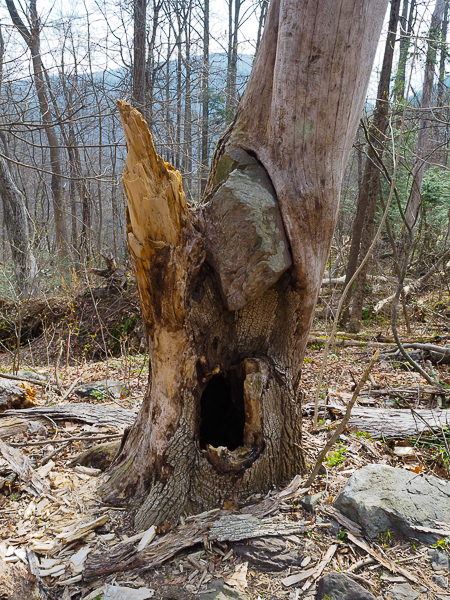 Tree with rock