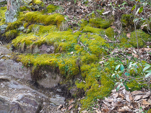 Mossy Rocks