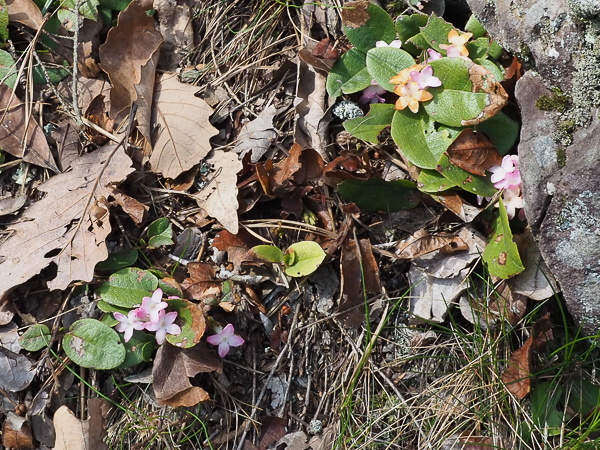 Trailing arbutus