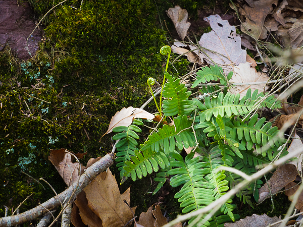 Fiddleheads