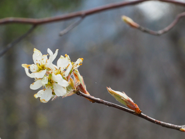 Serviceberry flowers
