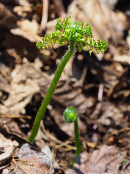 Fern opening up.