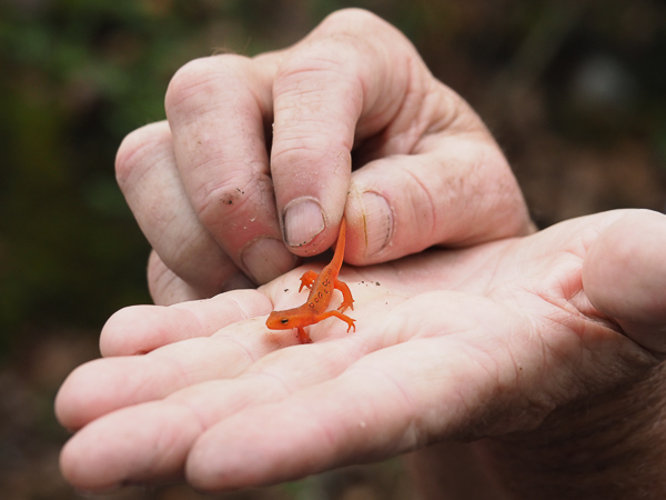 Red-spotted eft